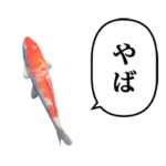 錦鯉　紅白　と　ふきだし
