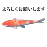 錦鯉　紅白　と　敬語