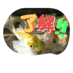 ミーたんの日常