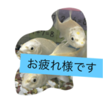 錦鯉のことば4匹