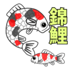錦鯉（ニシキゴイ）