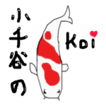小千谷市の錦鯉たち