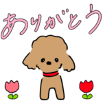 毎日使えるトイプードル［かわいい］