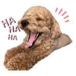 トイプードルのくるり♂24スタンプ