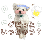 トイプードルのむぎ。