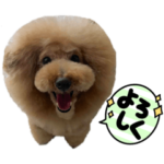 トイプードルのマックさん