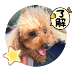 トイプードルのらむちゃん！！