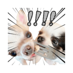 私の愛犬おはえのつく