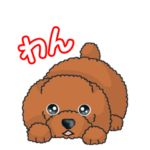 TOY POODLE トイプードル（動く2）