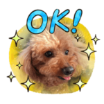 トイプードルのラムちゃん！！2