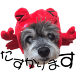 15歳おじいちゃん犬