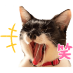 譲渡型保護猫カフェ　しあわせにゃん家