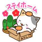 お茶目な三毛猫