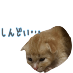 不調茶トラ猫の、よく使う言葉。