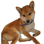 おもしろ柴犬ゆしろう