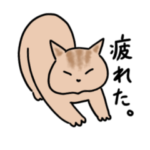 はなちゃん&トラ子