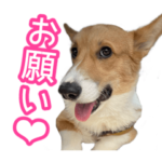 コーギーのノアくん❤︎