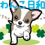 わんこ日和 チワワの仔犬