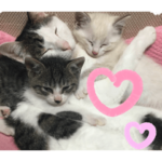 小出家のチップとデール