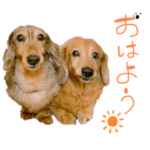 M.ダックスのチップとデール