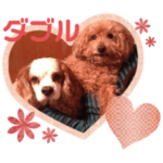 我が家のチッデール