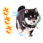 和風総本家・21代目豆助