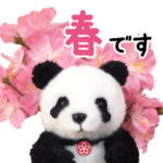 上野に春がきた！