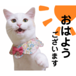 かわたにゃんずスタンプ １