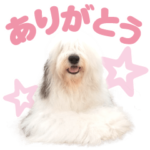 ZOO オールドイングリッシュシープドッグ