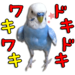 セキセイインコのサクちゃん