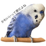 正直なインコスタンプ