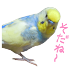 おしゃべりインコのチョコちゃん
