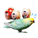 インコのマメちゃんとおもち君