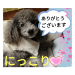 2022年春　シルバートイプードル　クリシェ