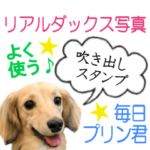 吹き出しが可愛いダックスフンド♪プリン君
