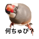 今日のちゅぴまる