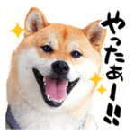 柴犬大五郎スタンプ　第一弾