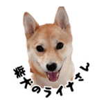 柴犬のライナさん