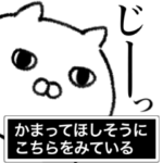 ねこがかまってほしそうにこちらをみている