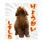 トイプードルの天海くん