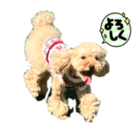 トイプードルのシェリーで〜す