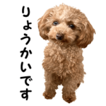 トイプードルのかわいいぷぅちゃん