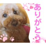 もふもふトイプードル!!チャコちゃん その2