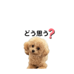 トイプードル＊みるく4