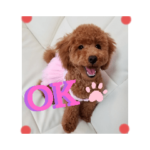 トイプードル☆ルビーちゃん