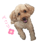 トイプードル　日常使いスタンプ