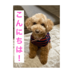 トイプードルのモコ＆ミニー＆ニコ