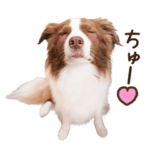 ボーダーコリーのリーリエ