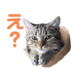 マンチカン まんたろー 2