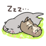 春にぽかぽか♪カワウソさん